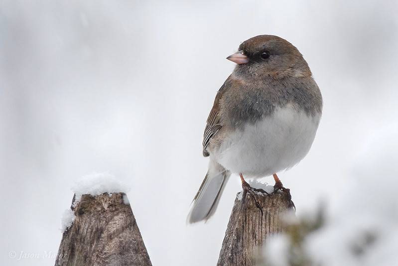 Jason Major (jpmajor@me.com)